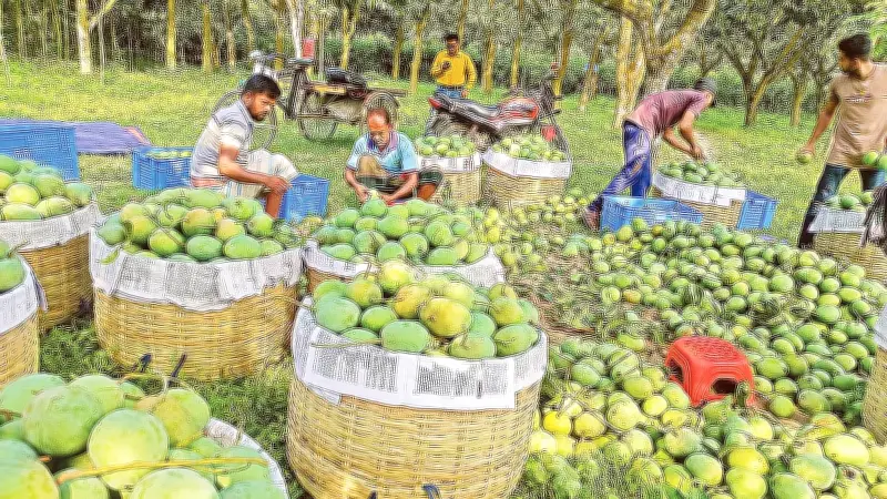 সাতক্ষীরায় আমের বাম্পার ফলন, বাজার নিয়ে চাষিদের শঙ্কা