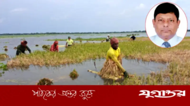 হাওড়ের ধানক্ষেতে কৃষকের হাহাকার: এখনই পাশে দাঁড়ানোর সময়