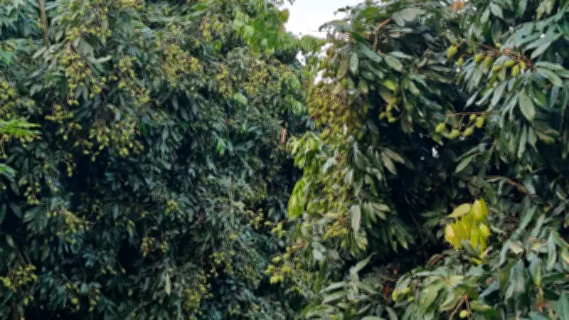 দিনাজপুরে লিচুর দাম বাড়ায় মধ্যস্বত্বভোগীদের দৌরাত্ম্য, হাতবদল হয় আটবার