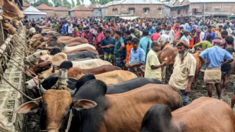 কোরবানির ঈদে পশু কেনার আগে ও পরে করণীয় বিষয়