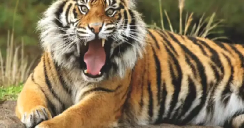 মহারাষ্ট্রে বাঘের হামলায় চার নারী নিহত