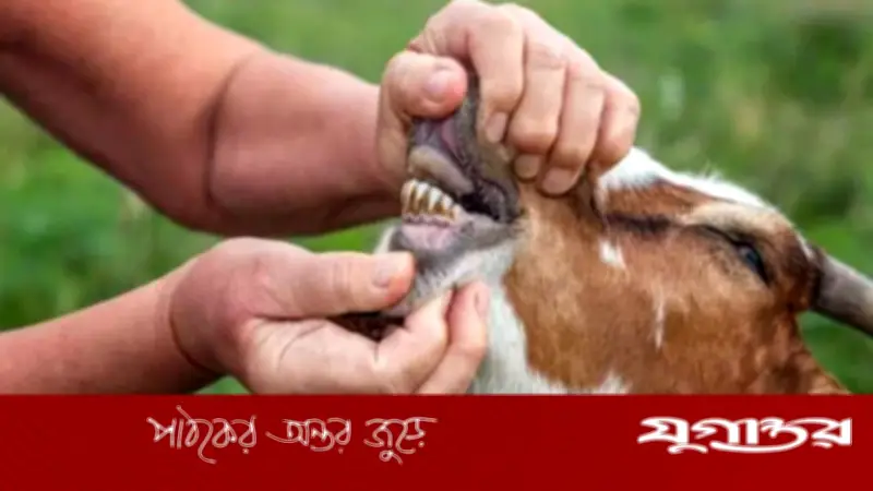 পশুর দাঁত না উঠলেও কি কুরবানি হবে? ইসলামের নির্দেশনা