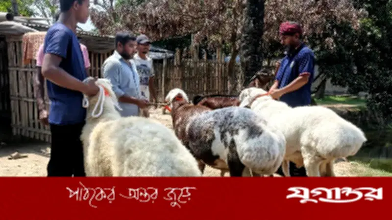 নাটোরের বড়াইগ্রামে মরুভূমির দুম্বা বিক্রি, চমক কুরবানির হাটে