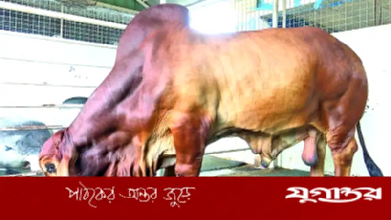 কুরবানির পশুর নাম ‘ট্রাম্প’ বা ‘মোদি’ রাখা জায়েজ নয়: ইসলামের বিধান