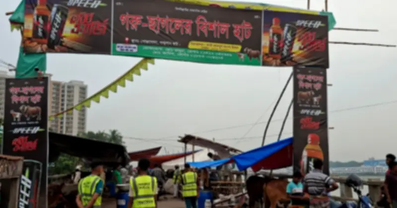 ঈদ ঘনিয়ে এসেছে, পোস্তগোলায় গরু এসেছে কিন্তু ক্রেতা নেই