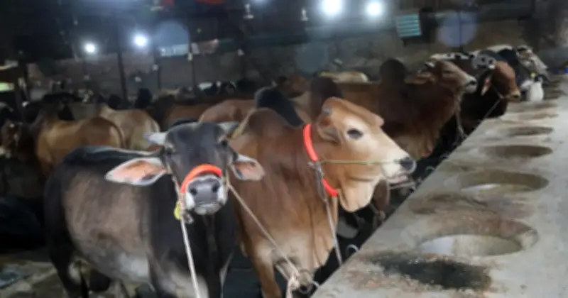 কোরবানির পশুতে স্বয়ংসম্পূর্ণ বাংলাদেশ, উদ্বৃত্ত ২২ লাখ