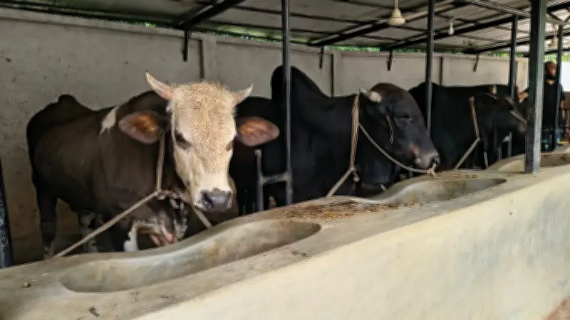 স্নাতকোত্তর ডিগ্রি নিয়ে গ্রামে গড়লেন দেড় কোটি টাকার গরুর খামার