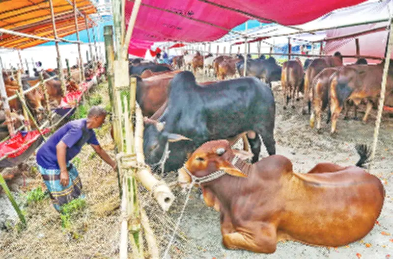 পশু হাটে বিএনপির দখল: সুযোগের সমতা নিয়ে প্রশ্ন