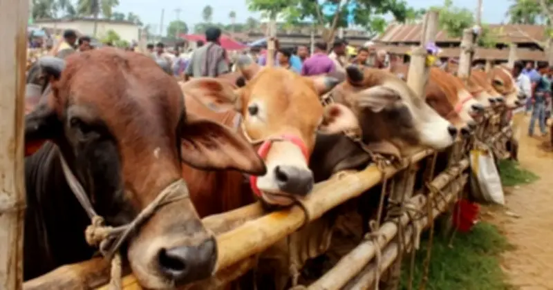 দেনমোহর বাকি থাকলেও কোরবানি জায়েজ, তবে শর্ত আছে