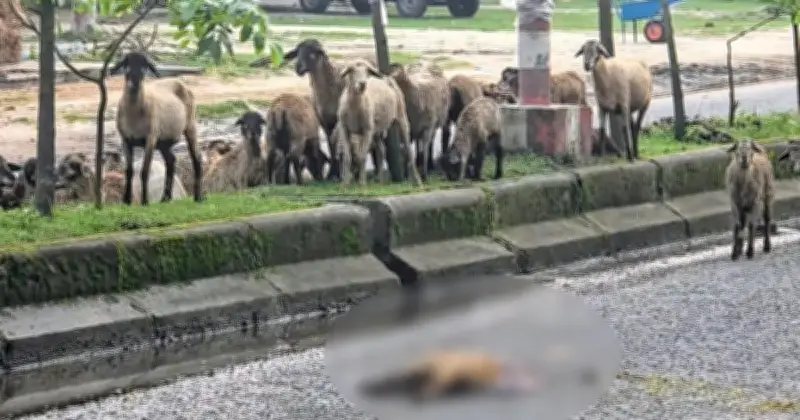 সড়কে মৃত ভেড়ার পাশে দেড় ঘণ্টা দাঁড়িয়ে থাকা পালের হৃদয়স্পর্শী দৃশ্য