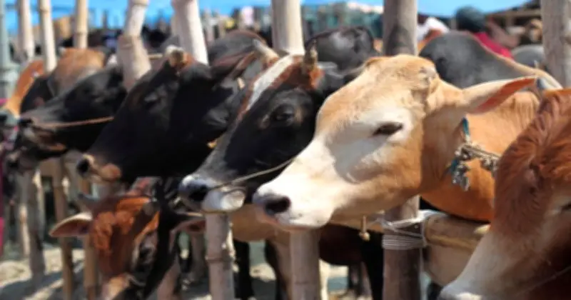 ঈদুল আজহার আগে পশ্চিমবঙ্গে গরু জবাই নিষেধাজ্ঞা বহাল কলকাতা হাইকোর্টের