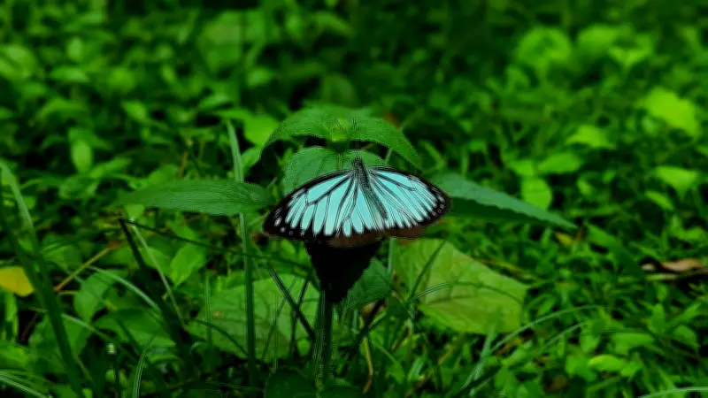 প্রকৃতির সৌন্দর্য ও সমাজের বাস্তবতা: ফটিকছড়ি থেকে ঢাকা