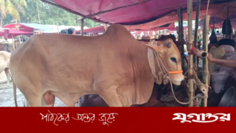 নবাব-লালবাবু আর পাবনার বাহাদুরে জমে উঠেছে হাজারীবাগ পশুর হাট