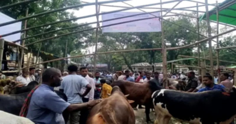 প্রচণ্ড গরমে কোরবানির পশু অসুস্থ, দ্রুত চিকিৎসার পরামর্শ