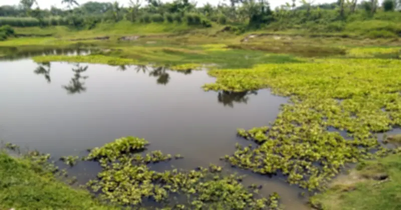 শ্রীমঙ্গলে পুকুরে ডুবে দুই শিশুর মৃত্যু