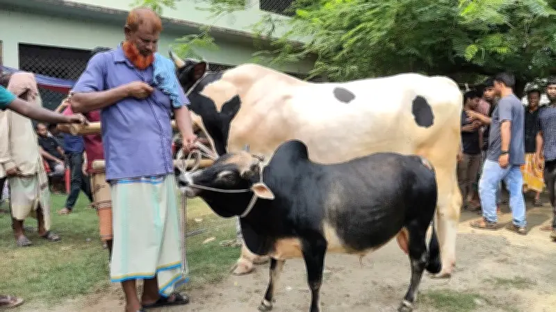 রাজশাহীর পুঠিয়ায় ভুট্টি জাতের ছোট গরু ঘিরে কৌতূহল ও ভিড়