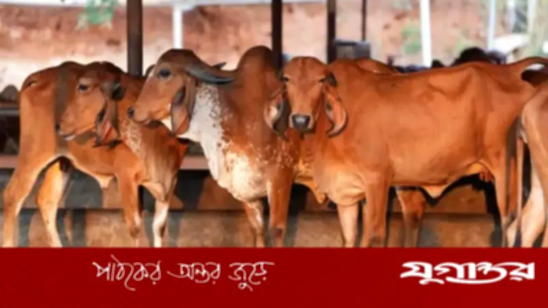 ভারতে গরুকে জাতীয় পশুর মর্যাদা দেওয়ার দাবি আজমের শরিফের মৌলভীর