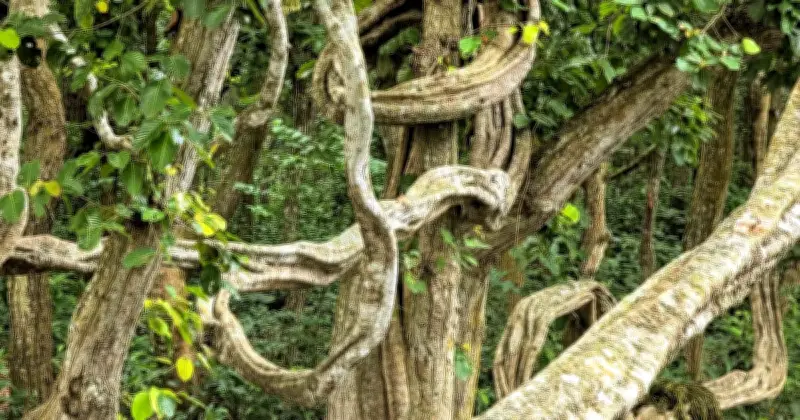 বিরলের কালিয়াগঞ্জ শালবন: প্রকৃতির অপরূপ সৌন্দর্য ও রহস্য