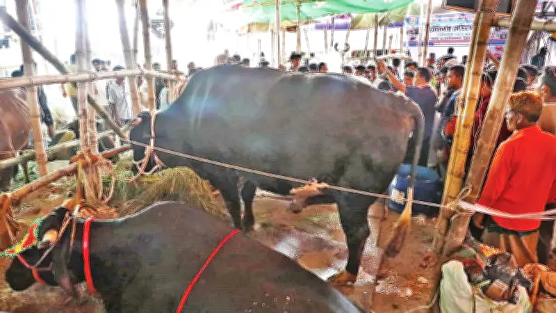 গাবতলী হাটে কালো জামাইয়ের দাম ৫৫ লাখ টাকা