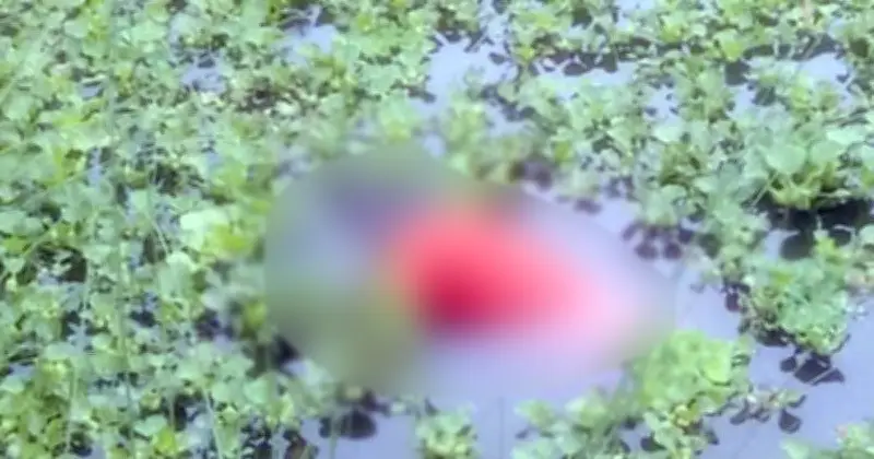 ময়মনসিংহে নিখোঁজ যুবকের মরদেহ পুকুর থেকে উদ্ধার