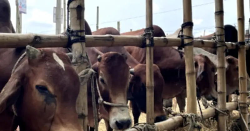 মিরসরাইয়ে বজ্রপাতে কোরবানির গরু নিহত