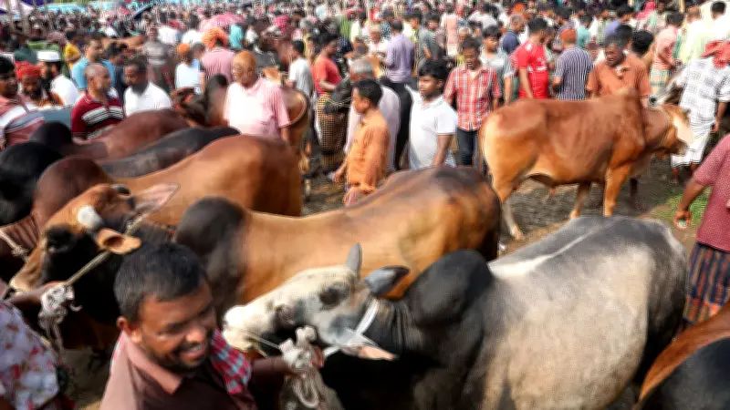 কোরবানির হাটে গরু বিক্রির ধুম, ক্রেতা-বিক্রেতার ভিড়