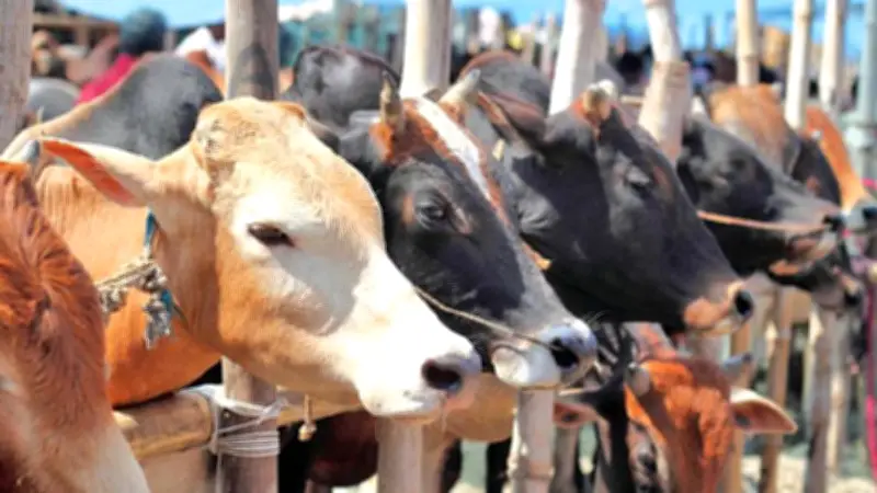 জবাইয়ের আগে পশু মারা গেলে কোরবানি আদায় হবে কি? ইসলামী ব্যাংকের চেয়ারম্যানের পদত্যাগ