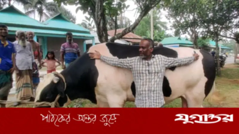 ৪২ মণ ওজনের ষাঁড় ‘ঈশা খাঁ’ নেত্রকোনায় কোরবানি হাটে সাড়া ফেলেছে