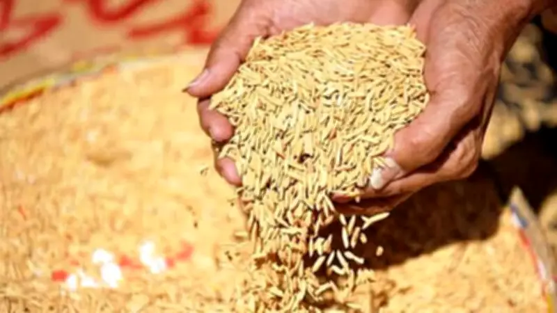 ঝালকাঠিতে বোরো ধান ক্রয়ে উৎকোচ-জালিয়াতি, ভিজিএফ বিতরণে কম ওজন