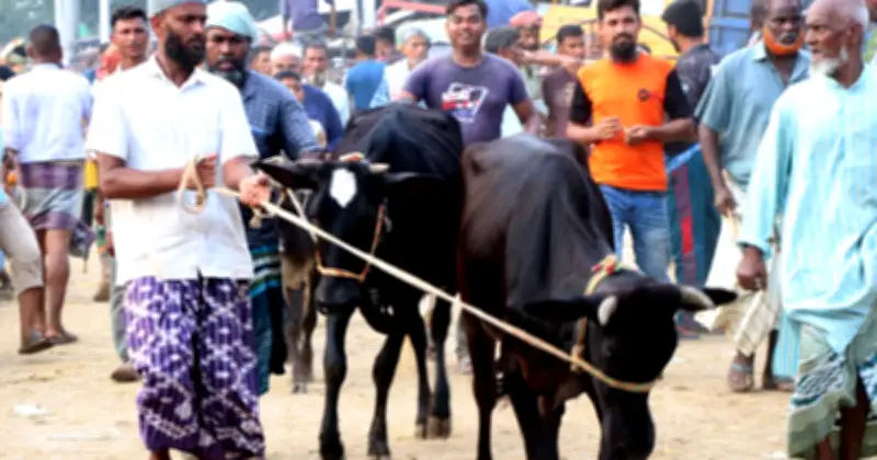 রাজশাহীর পশুর হাটে ছোট-মাঝারি আকারের পশুর চাহিদা বেশি