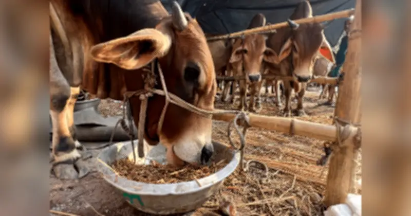 খুলনা সিটি কর্পোরেশনের ১৪০ স্থানে কোরবানির অনুমতি