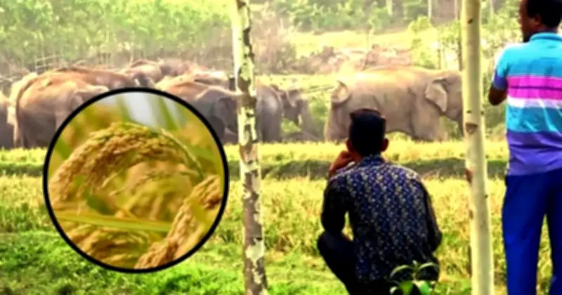 শেরপুরে মানুষ-হাতি দ্বন্দ্ব: ৩০ বছরেও গড়ে ওঠেনি খাদ্যভান্ডার