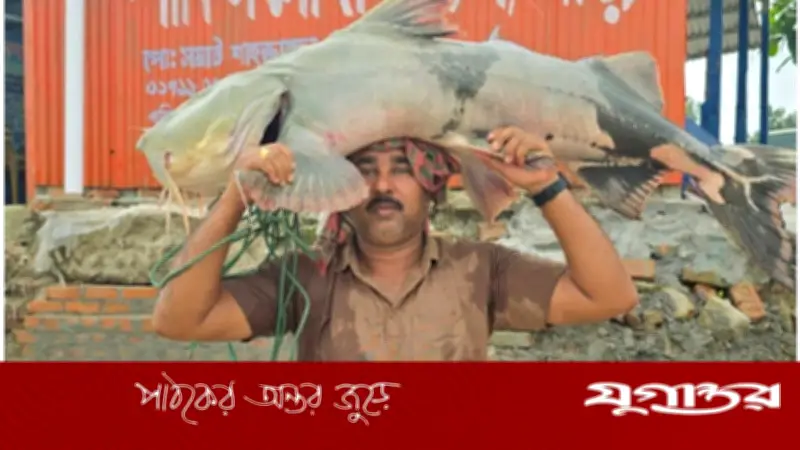 পদ্মায় ৩৪ কেজির বাঘাইড় মাছ ৬৩ হাজার টাকায় বিক্রি