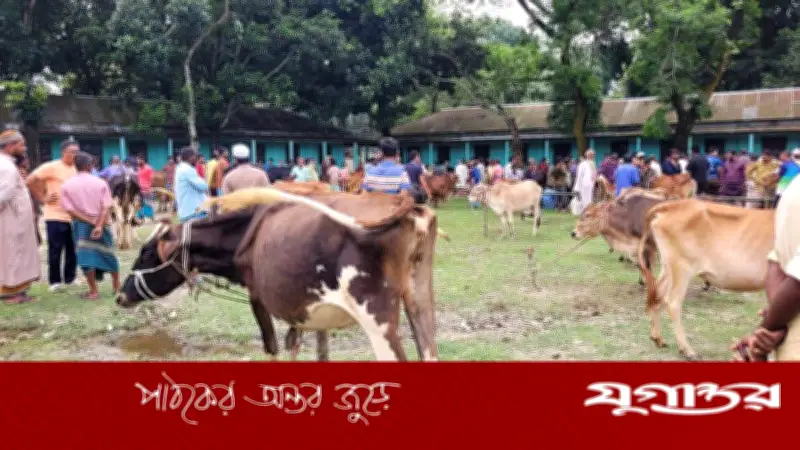 কলেজ গেটের তালা ভেঙে পশুর হাট বসালেন সাবেক ছাত্রদল নেতা