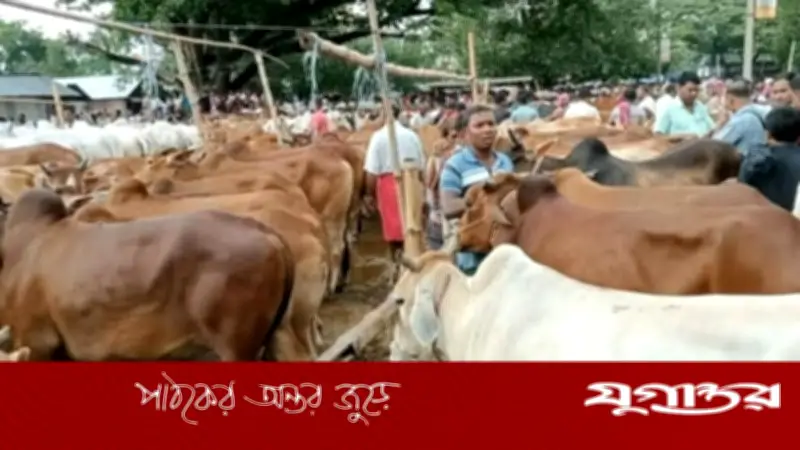 জয়পুরহাটে কুরবানির পশুর হাটে ক্রেতা-বিক্রেতাদের ভিড় বাড়ছে