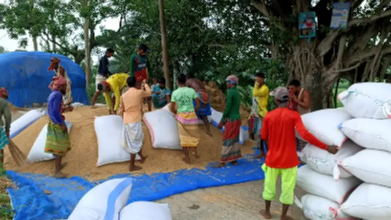 ধানকাটা শ্রমিকদের ঘরে ঈদের আনন্দ, বাড়ি ফিরে ধান ভাগাভাগি
