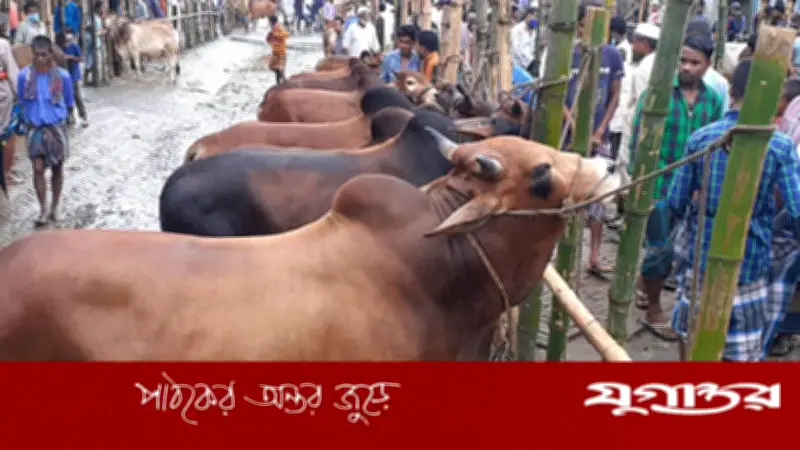 কুরবানির পশু কেনার আগে জেনে নিন গুরুত্বপূর্ণ বিষয়গুলো