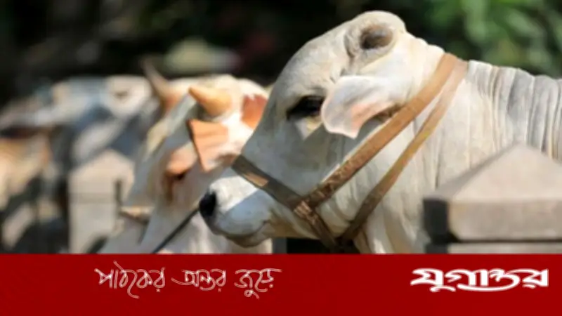 ইসলামে পশু জবাইয়ের নিয়ম ও দোয়া: বিস্তারিত নির্দেশনা