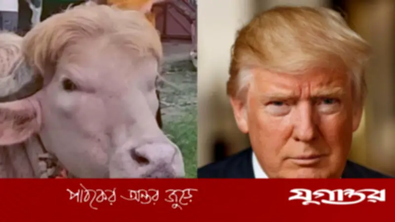 ভাইরাল মহিষ নিয়ে ট্রাম্পের পোস্ট ভুয়া: ফ্যাক্টচেক