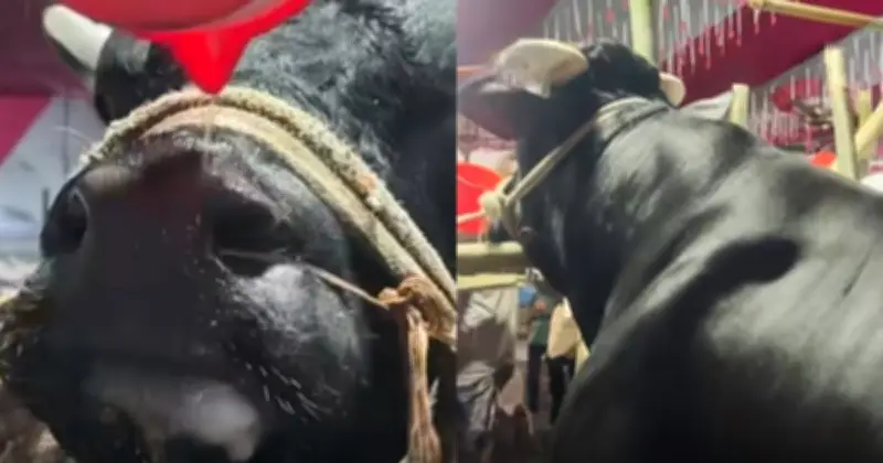 কোরবানির গরুর নাম ‘নাসীরুদ্দীন পাটওয়ারী’, দাম ৯ লাখ টাকা