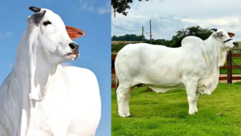 হাল ফ্যাশনের নতুন লাইফস্টাইল আর্টিকেল প্রকাশ