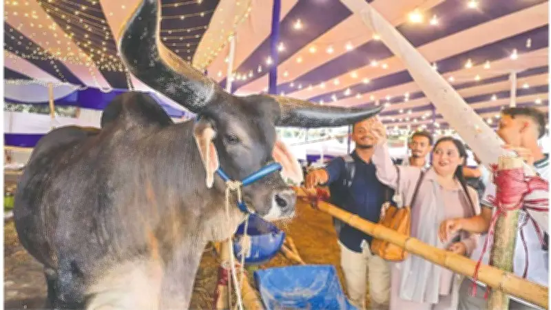 ঈদুল আজহায় চট্টগ্রামে খামারমুখী ক্রেতা, আগেভাগেই শেষ বিক্রি