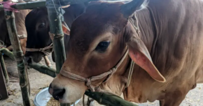 হোমনায় ষাঁড়ের গুঁতায় নারীর মৃত্যু