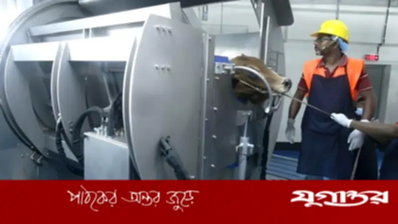 মেশিনে কুরবানির পশু জবাই: হালাল হওয়ার শর্ত কী?