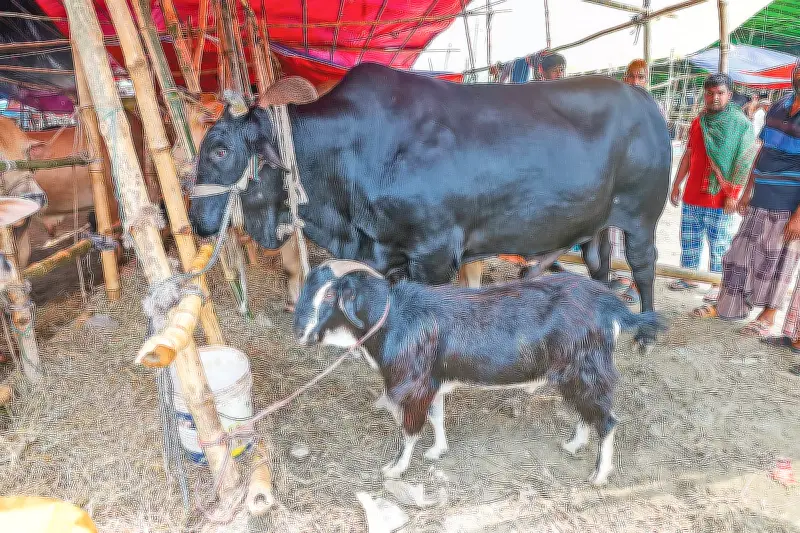 পটুয়াখালীর কালা মানিক গরুর দাম ২২ লাখ, সাথে ফ্রি খাসি