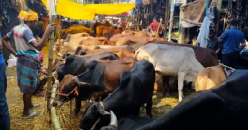 ঈদুল আজহায় রাজধানীর পশুর হাট জমে উঠেছে, বড় গরুর নামে সেলিব্রিটি ট্যাগ