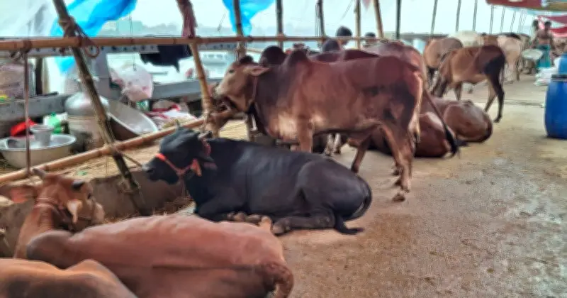 কোরবানির পশু কেনার আগে বয়স যাচাই: দাঁত দেখে চিনুন সহজ উপায়