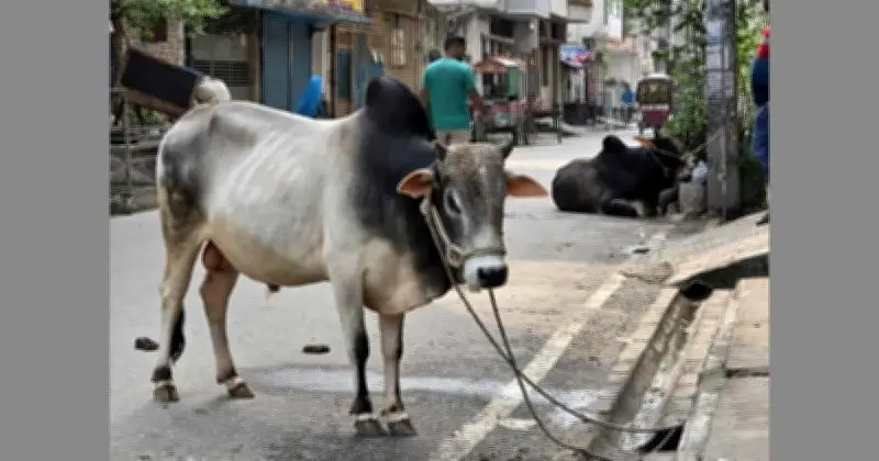 ঈদের দুই দিন আগেই পুরান ঢাকায় কোরবানির পশু কেনাবেচা শুরু