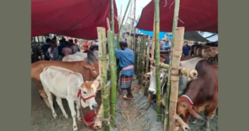 রাজধানীর পশুর হাটে বেচাকেনা জমছে, মাঝারি গরুর দাম বেশি