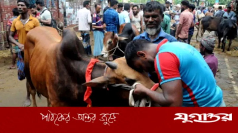 কুরবানির আগে সুস্থ গরু চেনার তিনটি সহজ উপায়